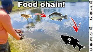 Cricket Food Chain Challenge