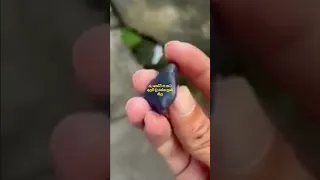 blue sapphire gemstone