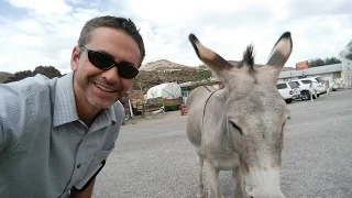 Attack of the burros in Oatman, AZ along Route 66