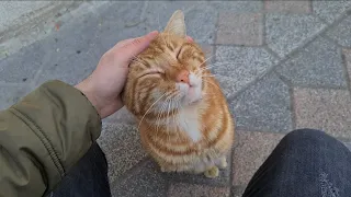 Incredibly Loving Orange Cat Meows For Food.