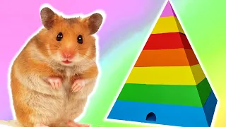 Hamster adventure 5level rainbow pyramid maze in Hamster Stories