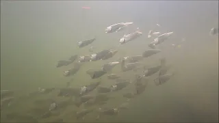 Perdido Bay Underwater Fish Video