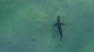 White Shark scans Shore break at sunset, Forster NSW.