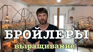 Выращивание бройлера, динамика роста бройлера на 11 сутки, бизнес на бройлере кобб 500, водянка.