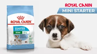 Сухой корм Royal Canin Mini Starter для кормящих собак мелких пород