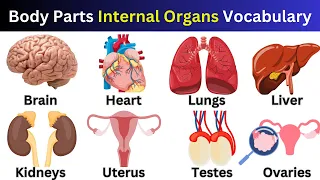 Body Parts | Internal Organs Vocabulary with Examples | #bodyparts #kidslearning #learnenglish