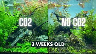 CO2 VS NO CO2 UPDATE - MORE ALGAE AND FIRST TRIM?