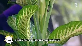 Des plantes pour purifier l’air de la maison