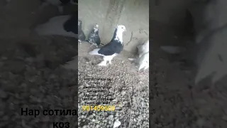 Андижон кора хакка нар учади 250 минг сум кабутар Kabutar pigeon