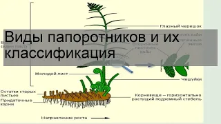 Виды папоротников и их классификация