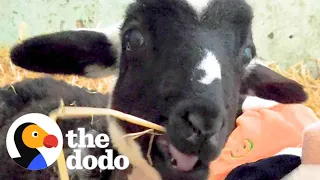 Lamb Who Couldn't Walk Runs Straight To The Kitchen For Food | The Dodo Faith = Restored
