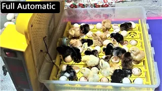 How To hatch eggs in  Automatic EGG INCUBATOR ( Capacity 48 eggs )  | Hatched Result