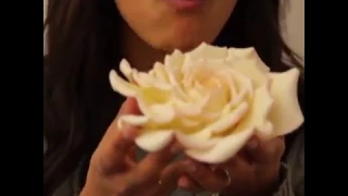 Ron's giant sugar rose