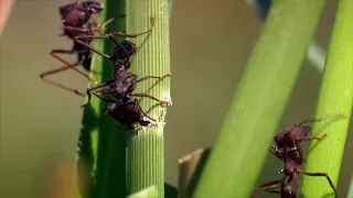 Nature's Microworlds: Insect Specials--Making Worlds (Accessible Preview)