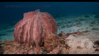 4K UltraHD underwater video stock footage Demo Reel UHD 2160p  Undersea Realm in 4K