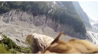 GoPro Attached to Eagle!