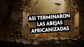 El Misterioso Final De Las Abejas Asesinas Africanizadas: Un Enigma En El Mundo De Las Abejas