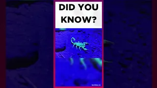 animal fact | amazing fact | short facts | amazing scorpion fact | amazing short facts | shorts