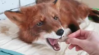 Alf the Fox is happy after eating 