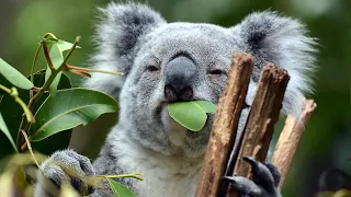 Eucalyptus D