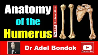 Anatomy of the Humerus, Osteology, Dr Adel Bondok Making Anatomy Simple