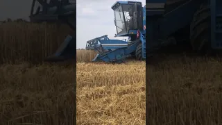 Bizon Rekord Z058 l Żniwa 2023🌾                     #rolnik #żniwa2023 #żniwa #harvest