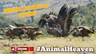 Unveiling the World of Vultures | Animal Heaven | Guardians of the Wild | Animal Kingdom #vultures