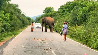 Russian tourist loving dangerous wild elephants #attack #srilanka #africa