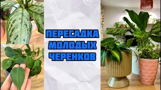 Выращиваю Огромные Пышные Кусты Из Маленьких Черенков.