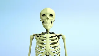 Os ossos para crianças  Sistema Ósseo   Corpo humano para crianças online video cutter com 1
