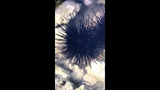 Sea urchin (Diadema setosum) in Oman