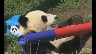 Panda party! - Twin cubs celebrate first birthday in Vienna