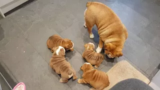 English bulldog meeting puppies after vets appointment
