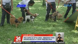 Stray dogs in UP Diliman undergo training to become rescue, COVID-19 sniffing dogs | 24 Oras