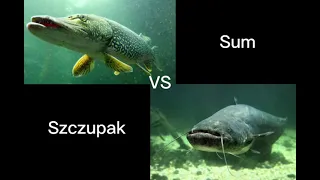 Szczupak vs Sum