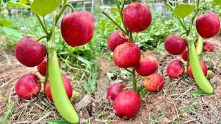 The greatest idea in breeding an eggplant with apple is to get the fruit together on the same tree