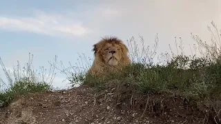 Лев Олежка ждет , когда поедят молодые львы !