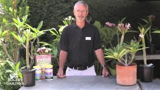 Growing Plumerias with Steve Hampson