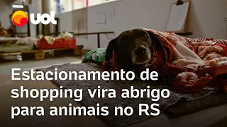 Enchente no Rio Grande do Sul: Animais recebem abrigo em estacionamento e hospital de campanha no RS