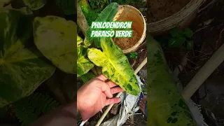 Philodendron paraiso verde #philodendron #paraiso #verde #tanamanhias #plants #floral #fyp