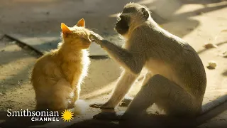 Vervet Monkeys Feel the Same Way About Cats as We Do 😼 Amazing Animal Friends | Smithsonian Channel