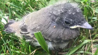 “little” birds out of a nest for the first time (FIRST flight attempts)