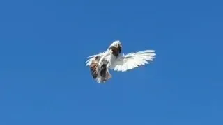 Cropper Tumbler Pigeon, breeder Krystian Buczek 2020