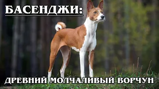 BASENJI: Flying dog is Not for weaklings