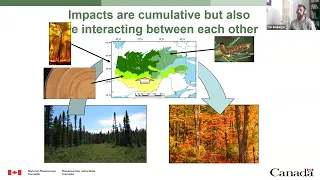 Webinar: A regional integrated assessment of the impacts of climate change on Quebec’s forests