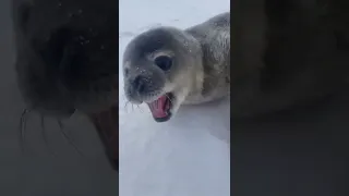 Seal Sounds Like A Human