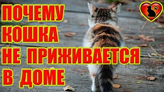 Почему Кошки Не Приживаются В Доме? Приметы и Суеверия!