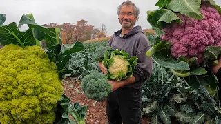 Prettiest Harvest Of All Time!