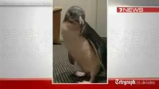 Drunk tourists steal penguin from Australian Sea World