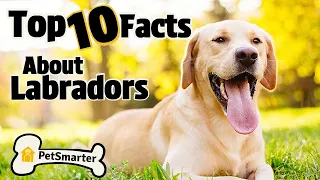 The Top 10 Facts about Labradors!
